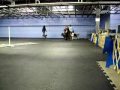 Berlin Practices Flyball