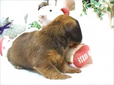 YouTube Preview Image