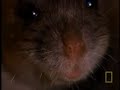 Rat temple in India. The Temple of rats!