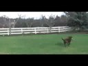 Rawley Plays Frisbee