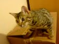 Fucus Bengal Cat Fucus Bengal Cat