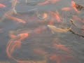 Koi Frenzy