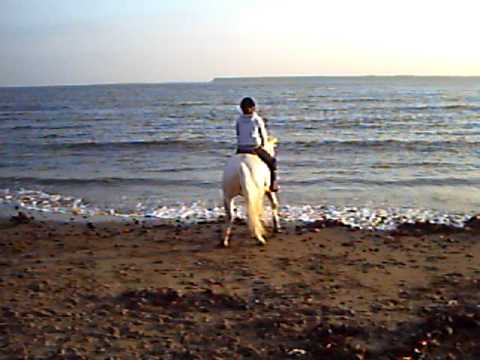 horses running on the beach. Horse at the each running away from the waves - Sparky