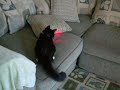 My cat Binky with his new LED laser collar toy My cat Binky with his new LED laser collar toy