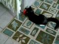 My cat Binky with his new LED laser collar toy