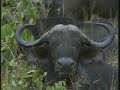 march 30 2008 wildearth a m drive video#1 capebuffalo