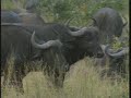 march 30 2008 wildearth a m drive video#1 capebuffalo