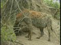 march 30 2008 wildearth a m drive video#1 capebuffalo