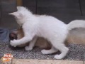 Dog & Cat.