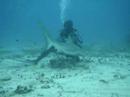 Cageless Shark Feeding part 2