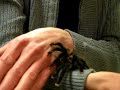 Handling Avicularia avicularia (Pink Toe) Handling Avicularia avicularia (Pink Toe)