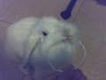 Tinky.... grrrr...