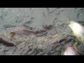 Feeding fish at Chai Nat Bird Park