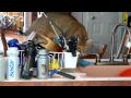Clive F1 chausie being goofy