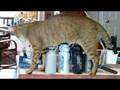 Clive F1 chausie being goofy