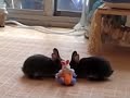 Baby Bunnies Jumping Binkies