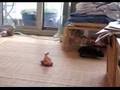 Baby Bunnies Jumping Binkies