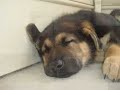 Pictures of Our German Shepherd Puppy, Bowzer (II)