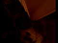 Lhasa Apso goes down stairs with me Lhasa Apso goes down stairs with me