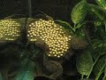 Pipa pipa - Surinam Toad w/ eggs