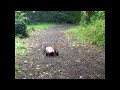 If You Go Down To The Woods Today...