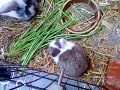 Zwergkaninchen Zwergkaninchen