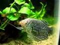 extreme close-ups: Opaline Gourami checking out the camera
