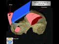 anatomía de la región inguinal 