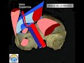 anatomía de la región inguinal 