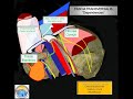 anatomía de la región inguinal 