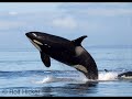 Whale tribute, orcas, killer whale, free willy