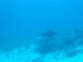 Dive with Manta in Palau