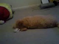 videos de Itchy Chompers