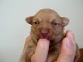 Sweet Puppy Sweet Puppy