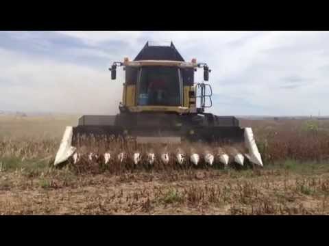 how to harvest poppies for opium