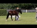 Brennabor Lord Zandor - Sektion D - Zuchtschau - IG Welsh Bundesschau 2009