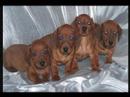Dachshunds dont u want 1??? Dachshunds dont u want 1???