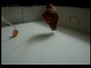 Bio Puppet (Resident Evil Torchic Edition) Bio Puppet (Resident Evil Torchic Edition)