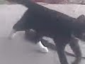 Gatito vs. garrobo Gatito vs. garrobo
