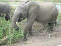 videos de Elephant eating really close at Skukuza Camp, Kruger Park