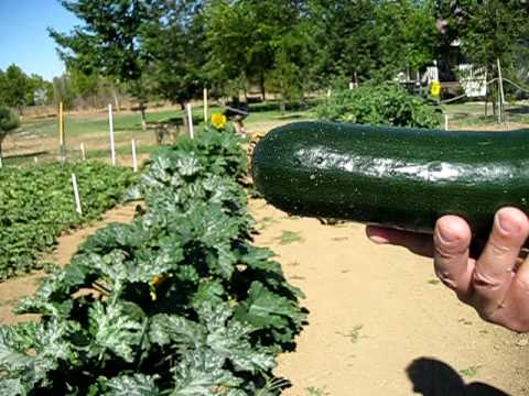 how to harvest squash