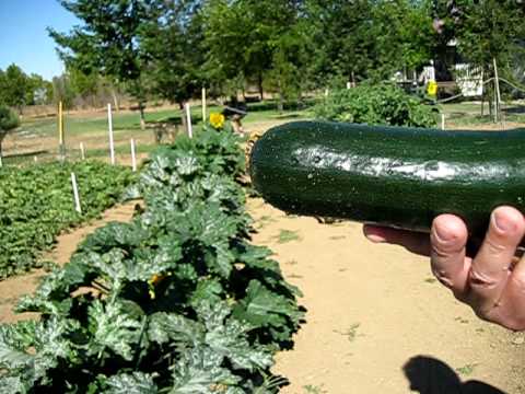 how to harvest a zucchini