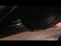 Rattle Snake Under Bed