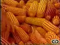 Vozes da Mata Vozes da Mata