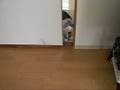 覆面ねこ。