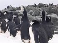 Antarctique, Manchots � jugulaire