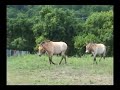 Przewalski\ Przewalski\