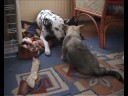 Ronja, Kari, Joschka & kauwbotjes