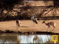 Birds! Birds! Birds! 4