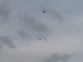 Pilatus PC9 Emergencia